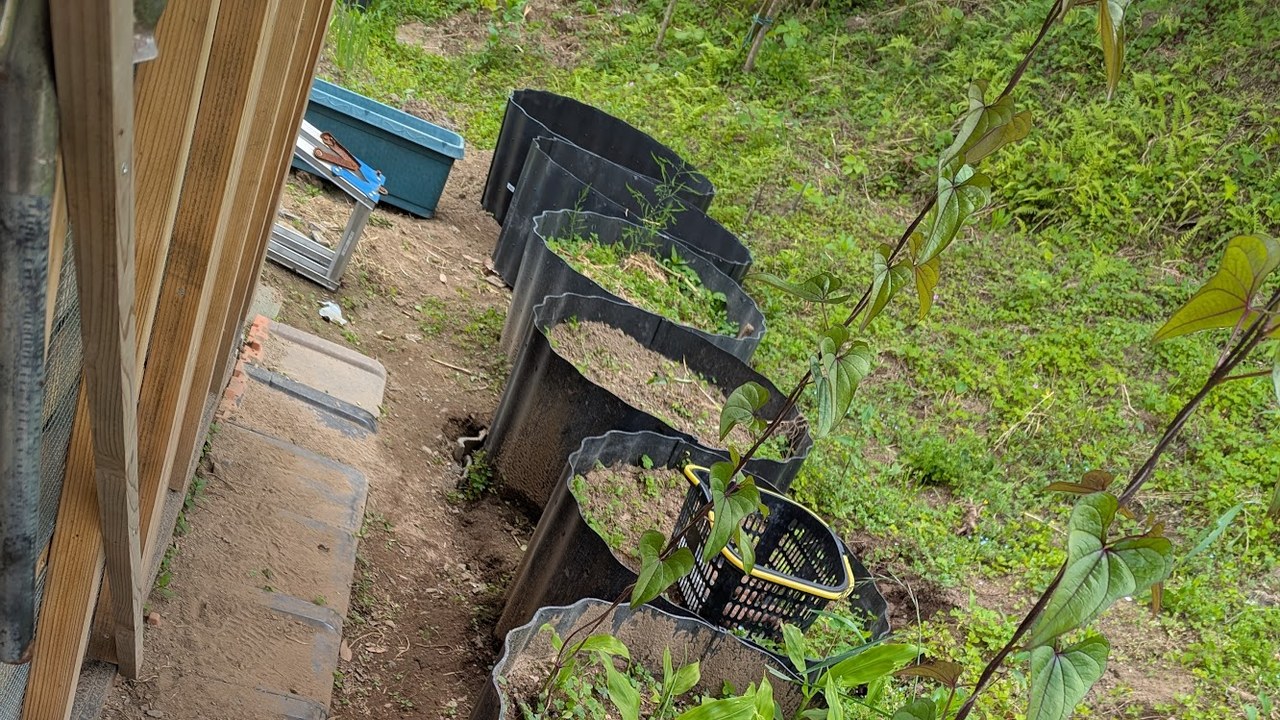 鶏小屋の裏にあぜ板でレイズドベッドを作り山芋・みょうがを育てている様子