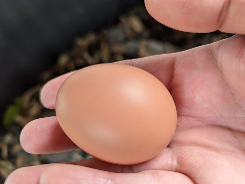 自家孵化で生まれた鶏が産んだ初卵を手に持った様子