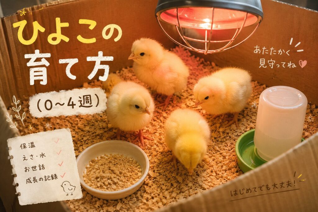 ひよこ期（0〜4週）の育て方——保温・餌・水の管理