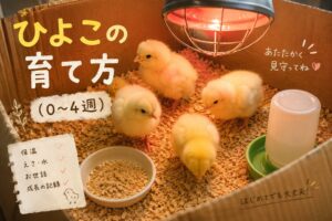 ひよこ期（0〜4週）の育て方——保温・餌・水の管理