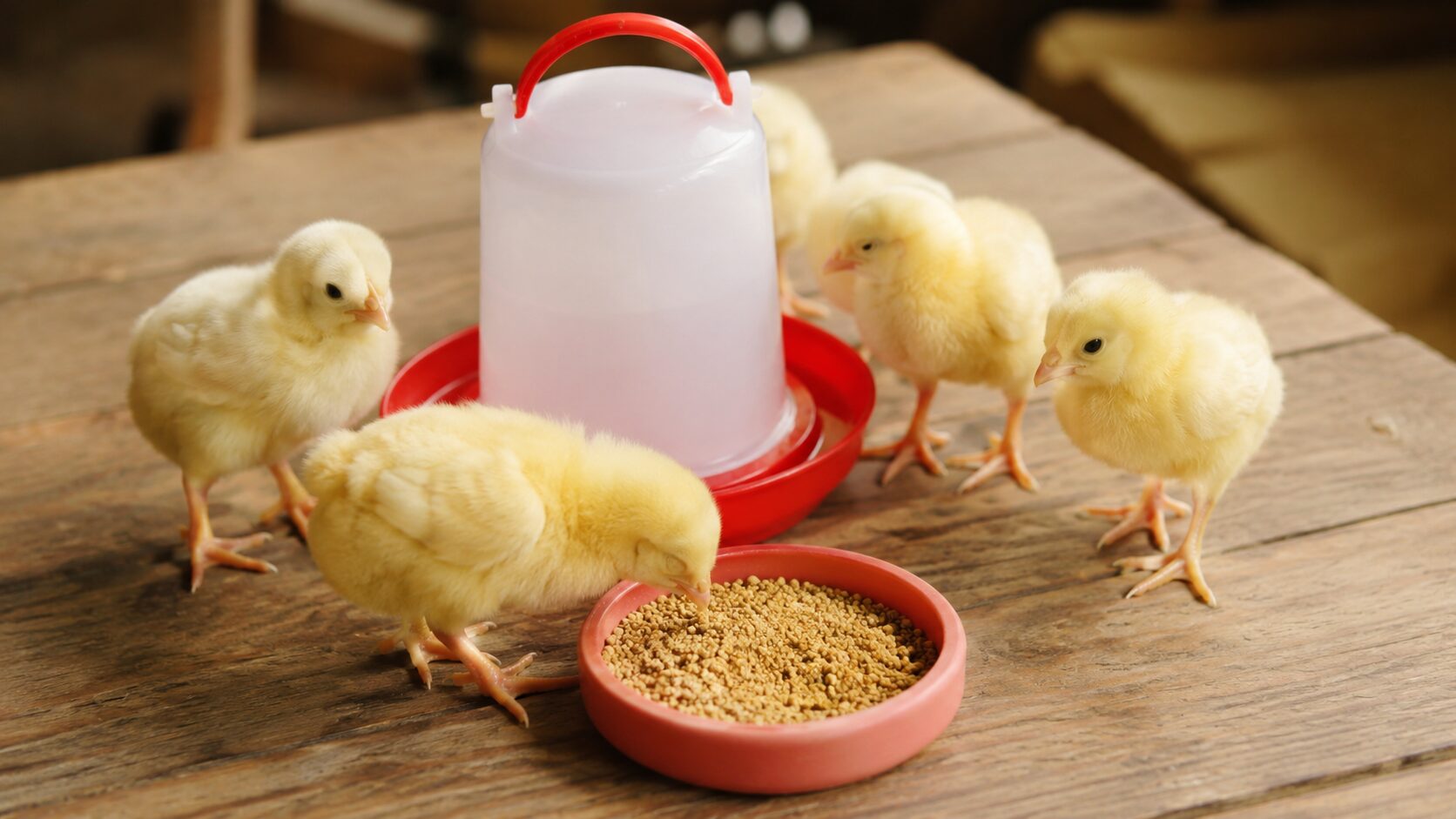 ひよこ用の水飲み器と餌入れ
