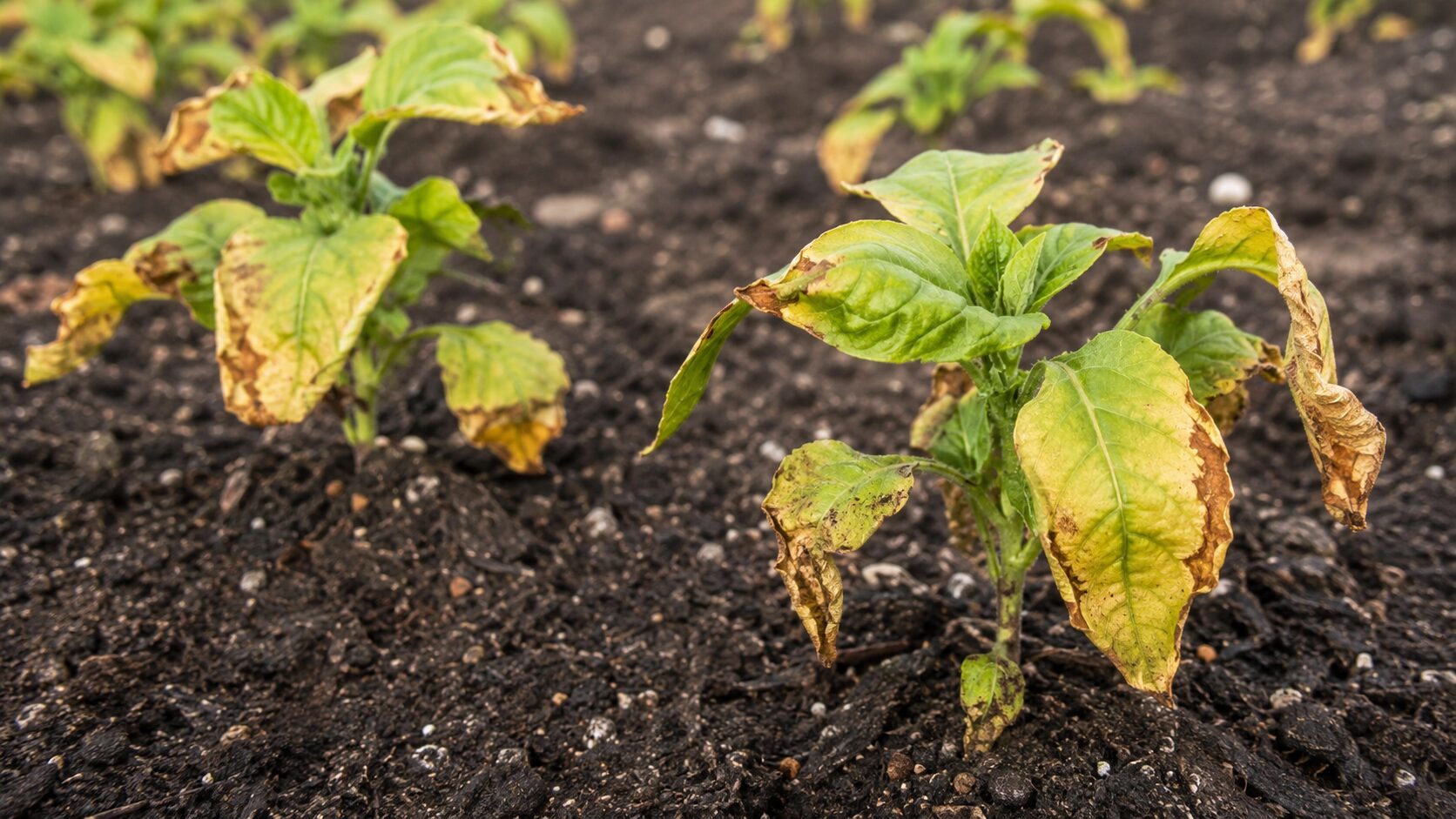 未熟鶏糞のガス障害で萎れた野菜の苗