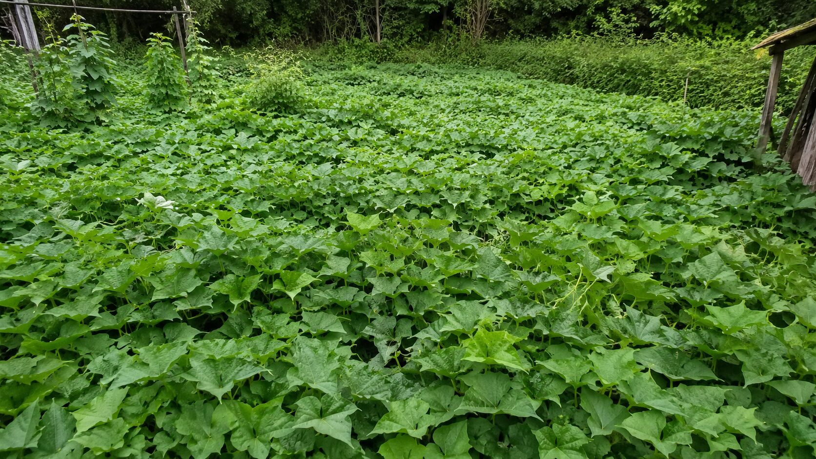 つるボケで葉ばかり茂ったサツマイモ畑