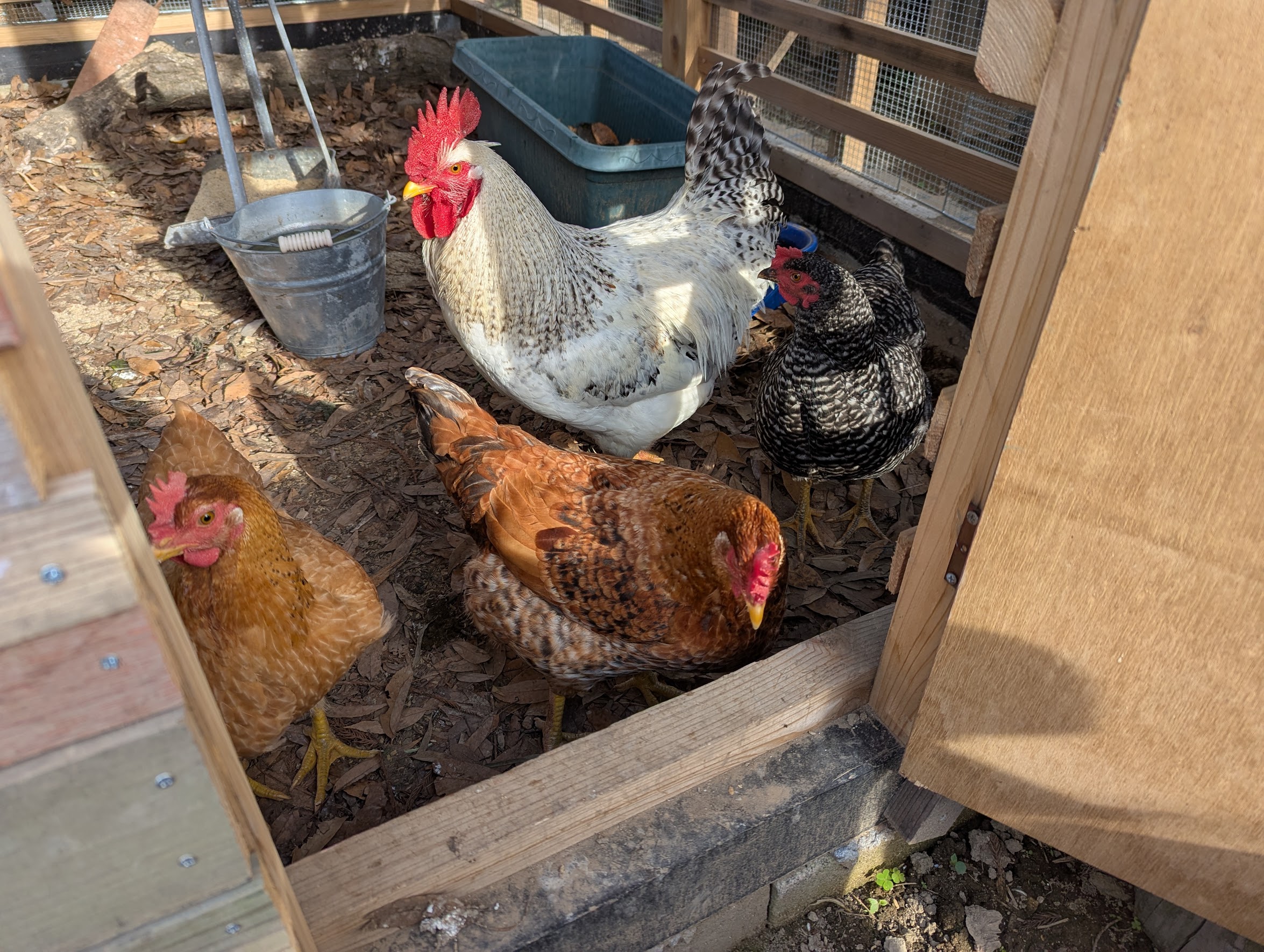 DIY鶏小屋の中でくつろぐ4羽
