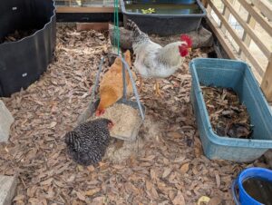 落ち葉と籾殻を敷いた鶏小屋の床に鶏が集まっている様子