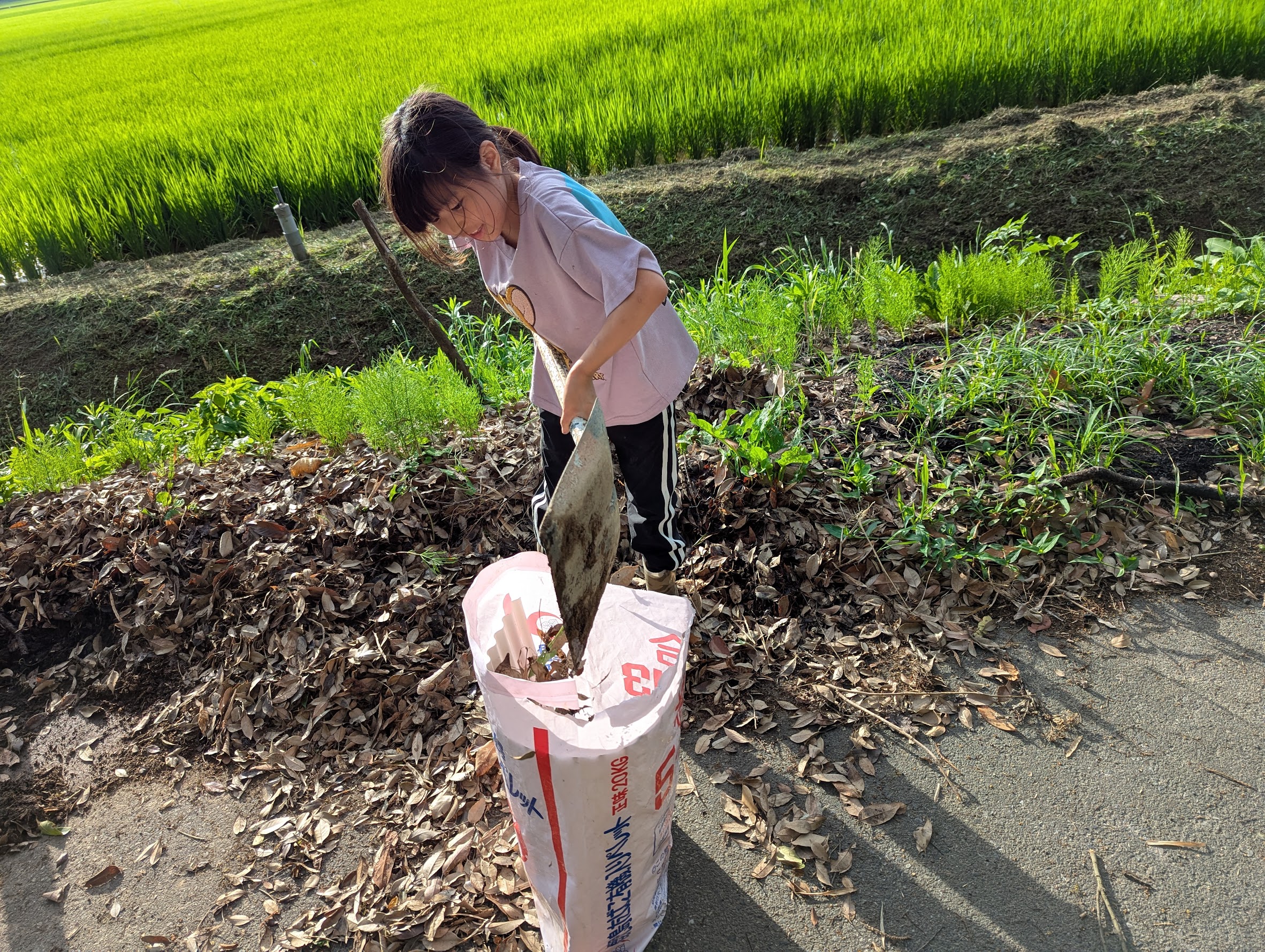 田んぼのあぜ道に積もった落ち葉をスコップで袋に集めている様子